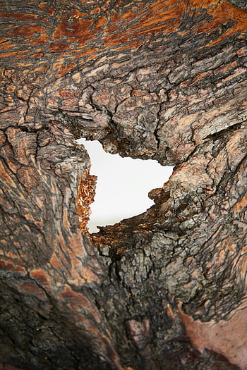 tree bark, dry bark, natural hole, weathered tree, organic patterns, detailed view, texture, tree texture, bark texture, natural patterns, tree hole