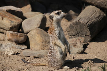 meerkat, πανίδα, των ζώων, pixie, θηρευτής, έρημος, νοτιοαφρικανικός μέρακατ, suricata suricatta, φύση