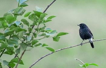small black bird, thin twig, bush, dark plumage, thin branch, vibrant green leaves, perched bird, nature photography, wildlife, outdoor scene, natural habitat
