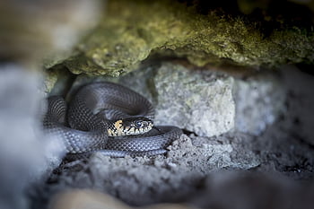 užovka, natrix natrix, plaz, natter, druh, nehazardní, zvíře, stupnice, výkres, Příroda, biologie
