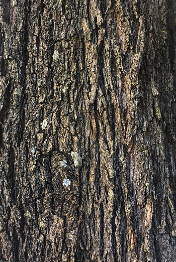 brown tree trunk, tree bark, detailed close-up, rough texture, natural patterns, tree trunk texture, bark patterns, tree bark texture, close-up tree bark, natural tree bark, tree trunk close-up