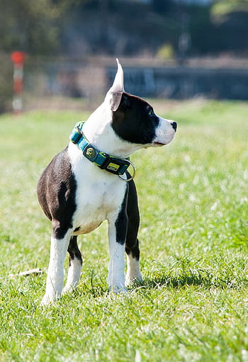 americký stafordšírský teriér, Pes, štěně, mladý pes, domácí zvíře, zvíře, portrét, Příroda, amstaff, psí plemeno, portrét psa