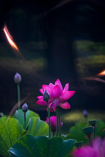 water lily flower, vibrant pink lotus, blooming lotus, serene pond, nature's beauty, delicate beauty, close-up flower, lotus flowers, pink lotus, green leaves, pond flowers