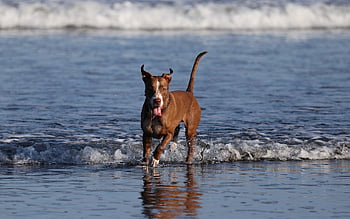 dog, pet, nature, playing, animal, landscape, sun, beach, waves
