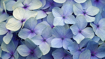 kwiat, hortensja, wyspa kwiatowa, Madera, Portugalia, ogród Botaniczny, funchal, piękne kwiaty, kwitnąć, kwiat tło, rozkwiecony