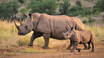 rhino, rhinoceros, white Rhino, calf, running, conservation, mother, walking, protected, young, animals