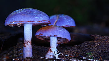 mushrooms, wild Mushrooms, guttation Drop, forest Mushrooms, nature, fungal Science, lamellar Mushrooms