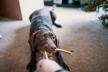 chocolate Labrador Retriever, colorful toy, tug-of-war, cozy home, happy dog, indoor play, pet activity, dog toy, playful dog, home pet, chocolate labrador