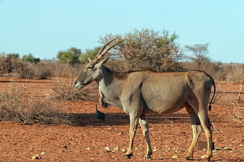 strut, eland, antelope, africa, nature, animal, wildlife, namibia, horns, taurotragus Oryx