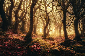 ai Generated, fantasy, trees, autumn, forest, nature, mysterious, outdoors, woods