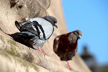 ハト、 鳥、 自然、 動物たち、 記念碑、 パリ、 フランス、 野生動物