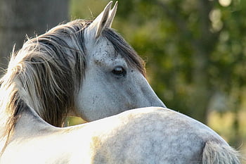 caballo, animal, semental, equino, mamífero, ecuestre, granja, animal de granja, patio de la granja, Caballo marrón, fauna silvestre
