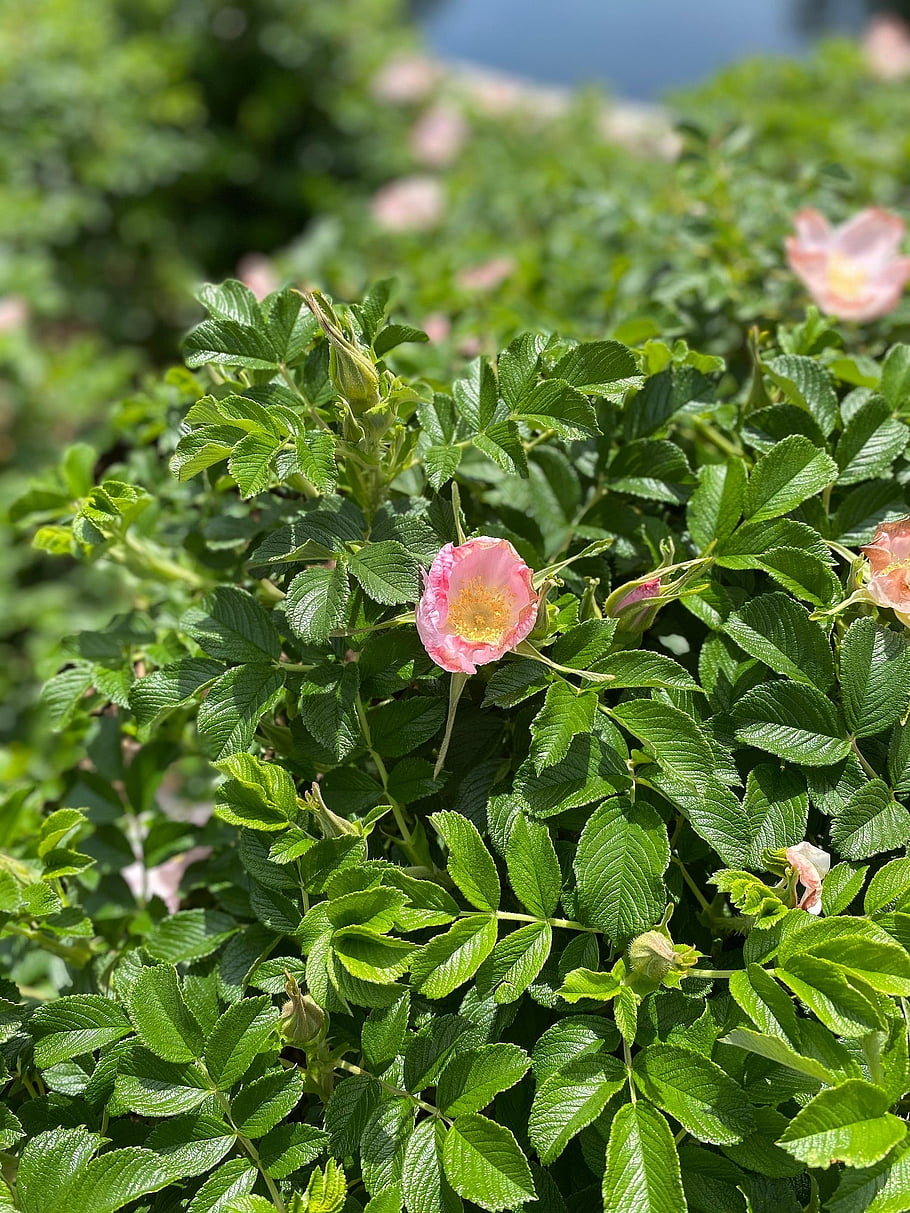 flower, st, louis, sunshine, happy, spring, missouri, botanical, garden