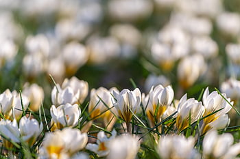 flowers, flower Background, crocus, petals, beautiful Flowers, spring, blossom, bloom, flower Meadow, harbinger Of Spring, early Bloomer