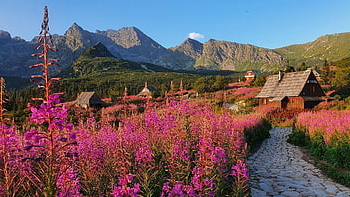 květiny, glade, cesta, stezka, hory, Národní park Tarzan, Hall Caterpillar, Polsko, tatry, Příroda, polska