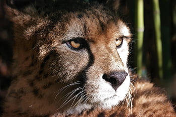 cheetah, animal Portrait, big Cat, predator, wildcat, carnivores