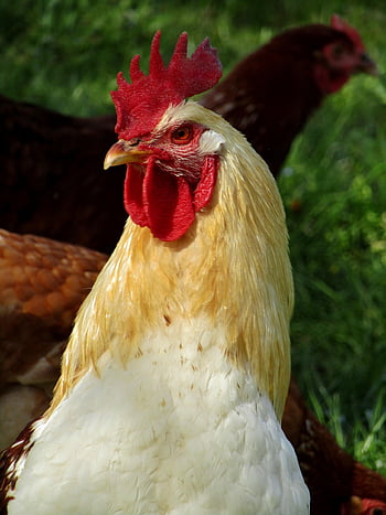 蛇口、 家畜、 雄鶏、 鳥、 動物、 自然、 家禽、 牛、 羽毛、 鶏冠、 男らしい