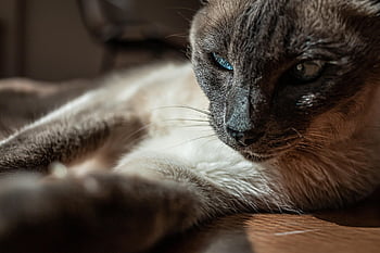 kočka, mňoukat, maskot, Kočkovitý, malá kočka, zvířat, roztomilý, zkrocený, koťátko, zvíře, domácí zvíře