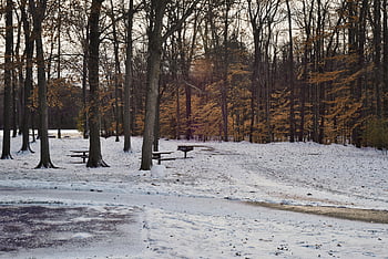 winter park, snow-covered ground, leafless trees, serene scene, forest trees, picnic tables, snowy landscape, winter landscape, park benches, bare trees, snow-covered path