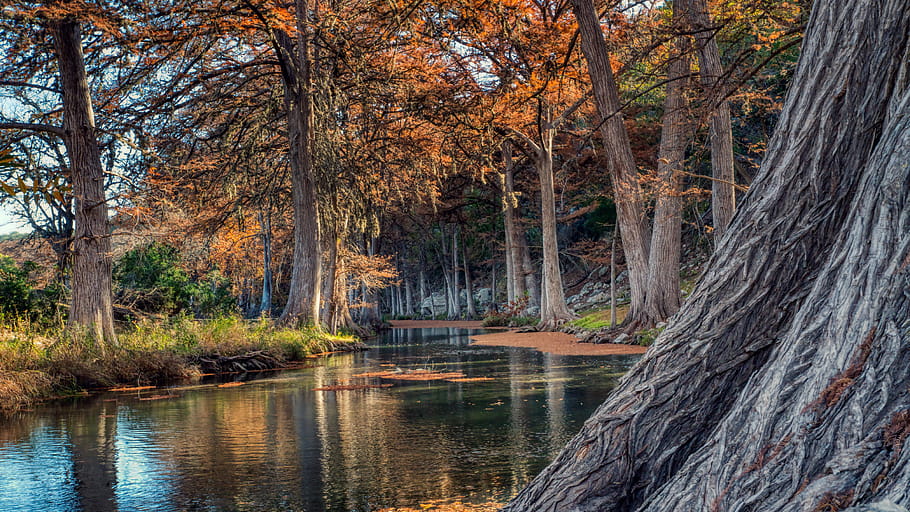 Guadalupe, fiume, Texas, collina, nazione, autunno, colori, alberi, riflessione, acqua