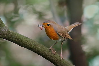 robin, oiseau chanteur, erithacus rubecula, petit oiseau, butiner, Loup vers le bas, proie, animal, la nature, plumes, le bec