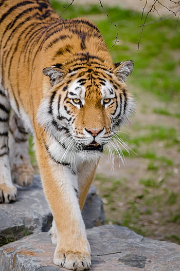 tigru bengalez, atenție superficială, mediul grădinii zoologice, tigru de mers pe jos, Tigru încrezător, Tiger pe stânci, Tigru maiestuos, fotografie din fauna salbatica, Tiger Close-up, zoo animal, portret tigru