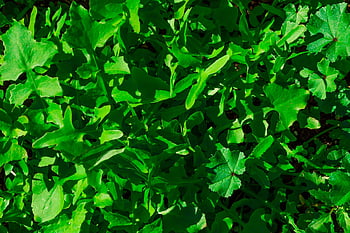 pattern, green, background, template, texture, colored, nature, thailand, spring, flower, decorate