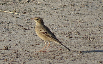 bird, tawny Pipit, anthus Campestris, passerine, fauna, nature, wildlife, rajasthan, india