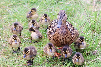 ducks, ducklings, duck Family, birds, mallard, waterfowl, animals, family, feathers, plumage, nature