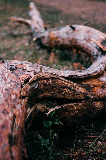 fallen tree log, forest environment, tree trunk, bark peeling, natural setting, woodland scene, rustic wood, forest ground, detailed view
