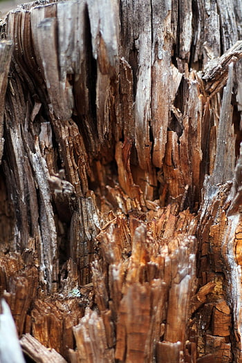 tree, trees, nature, log, forest, landscape, wood, tree Log, old Tree, pattern, background