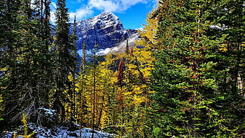 banff, řeka, les, hory, jezero, alberta, Kanada, Příroda, sníh, zimní, krajina