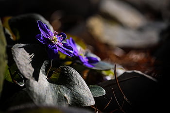flower, hepatica, bloom, blossom, botany, beautiful Flowers, plant, petals, flower Wallpaper, flower Background, nature