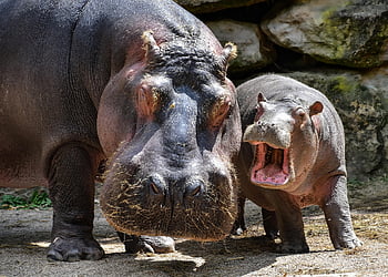 hippopotamus, hippo, mother, nature, baby, young, animals, wildlife, wilderness, pachyderm, wild Animals