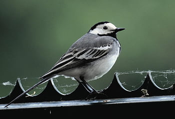 bílý konipas, passerine pták, pěvec, Pírko, peří, zobák, posazený