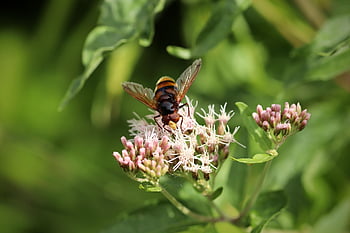 sršeň sršeň, Velký lesní vznášející se, Vznášející se létání, hmyz, hymenoptera, opylit, opylování, okřídlený hmyz, křídlo, Příroda, entomologie