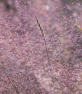 makro, jednoduchý, Příroda, krásné květiny, flóra, rostlina, žlutá, bílý, zelená, jaro, orchidej