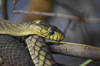black Mamba, snake, animal, reptile, wildlife, poisonous Snake, carnivore, viper, predator, nature, closeup