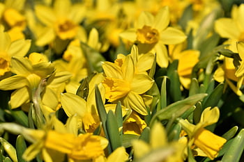 narcis, krásné květiny, květ, květinové pozadí, žlutá, jarní květina, květinové tapety, předzvěst jara, Příroda, okvětní lístky, rostlina