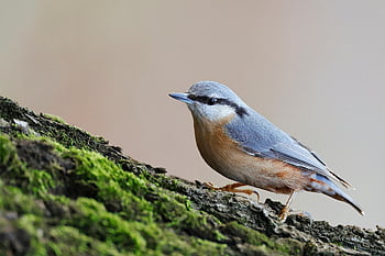lintu, euraasialainen pähkinäpuikko, eläin, Pähkinäpuu, haukkua, sammal, pähkinänakkeli, villieläimet, puu, höyhenpeite, luonto