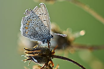opylování, motýl, pupen, Poupě, kvetoucí rostlina, hmyz, společný modrý motýl, polyommatus icarus, mokré, vlhký, rosa