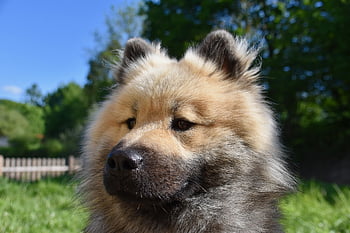 dog, dog Eurasier, dog Pure Breed, dog Olafblue, dog Olaf Blue, male, black Truffle, muzzle, eye Colour Hazel, doggie, pet