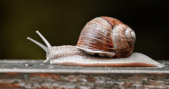 hlemýžď, přírodní rezervace, Chráněné zvíře, shell, měkkýš, senzor, sliz, plazit se, zpomalit, kryt, zvíře