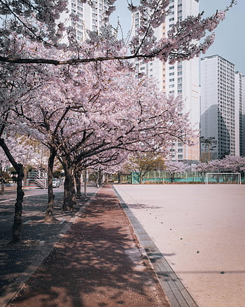 albero di ciliegio, campo da calcio, Seoul Park, grattacieli, fascino primaverile, fiori di ciliegio, parco urbano, stagione primaverile, paesaggio urbano, fiori che sbocciano, scenario all'aperto
