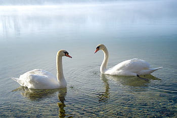 labuť, labutě, pták, jezero, voda, Příroda, vodní pták, volně žijících živočichů, schwimmvogel, ptáků, elegantní