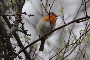 robin, oiseau chanteur, la nature, oiseau, en chantant, erithacus rubecula, le bec, plumage, petit oiseau, oiseau de jardin, chanter