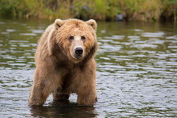 Medvěd hnědý, tělo z vody, volně žijících živočichů, Příroda, řeka, medvěd, zvíře, venku, divočina, Grizzly, voda