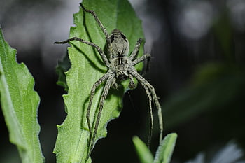 pavouk, pavoukovec, tkadlec, hmyz, Chyba, arachnofobie, Příroda, volně žijících živočichů, živočišného světa, strašidelný, členovců