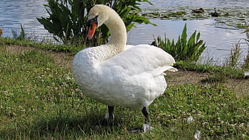 cigno, animale, natura, rostock, piuma, erba, acqua, Riva del fiume, blu, bianca, contrasto