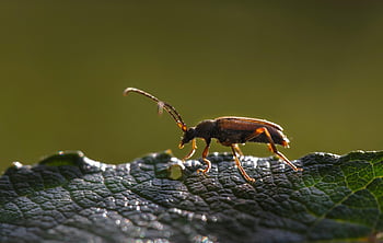 甲虫、 昆虫、 カブトムシの行動、 カブトムシの生態学、 カブトムシの形態、 カブトムシ種、 生物多様性、 縁取られたクリックビートル、 コメツキムシ、 Denticollis linearis、 生態学的役割